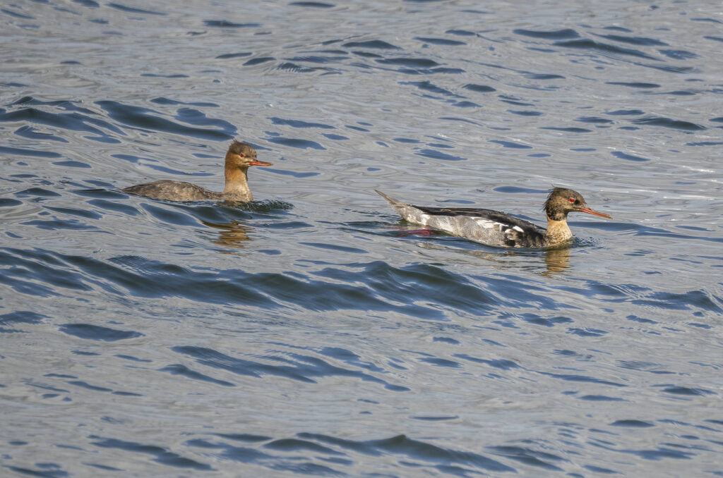 Photo of two red-breasted mergansers in the water
