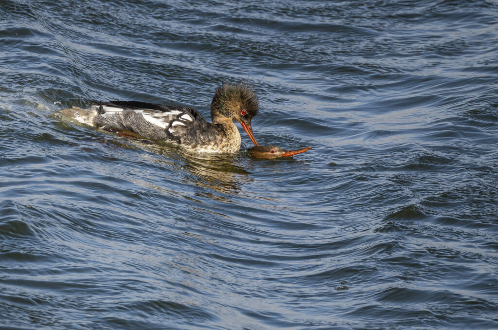 Photo of two red-breasted mergansers mating in the water