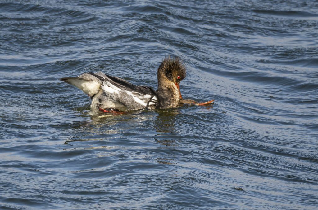 Photo of two red-breasted mergansers mating in the water