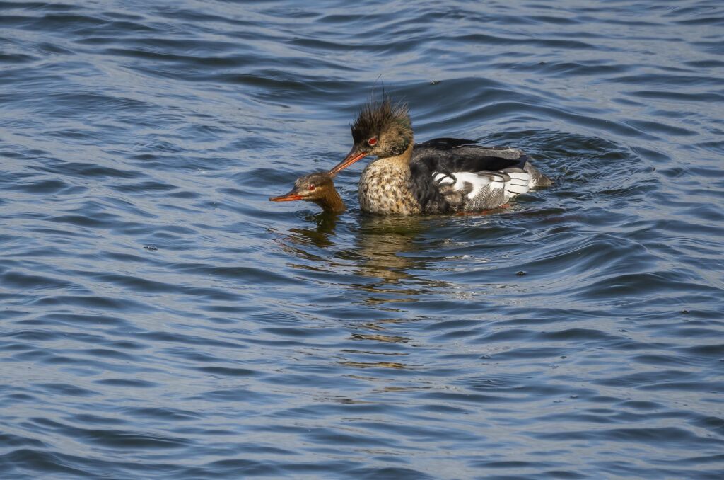 Photo of two red-breasted mergansers mating in the water