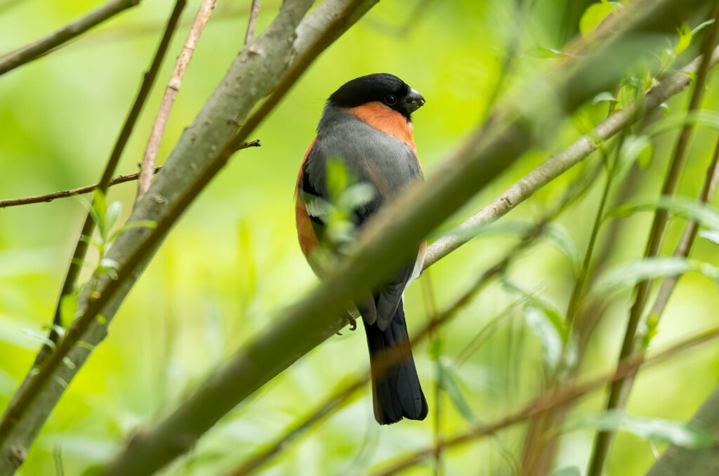 Photo of a male bullfinch perched on a branch