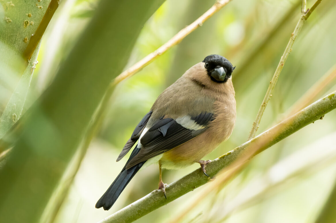 Photo of a female bullfinch perched on a branch