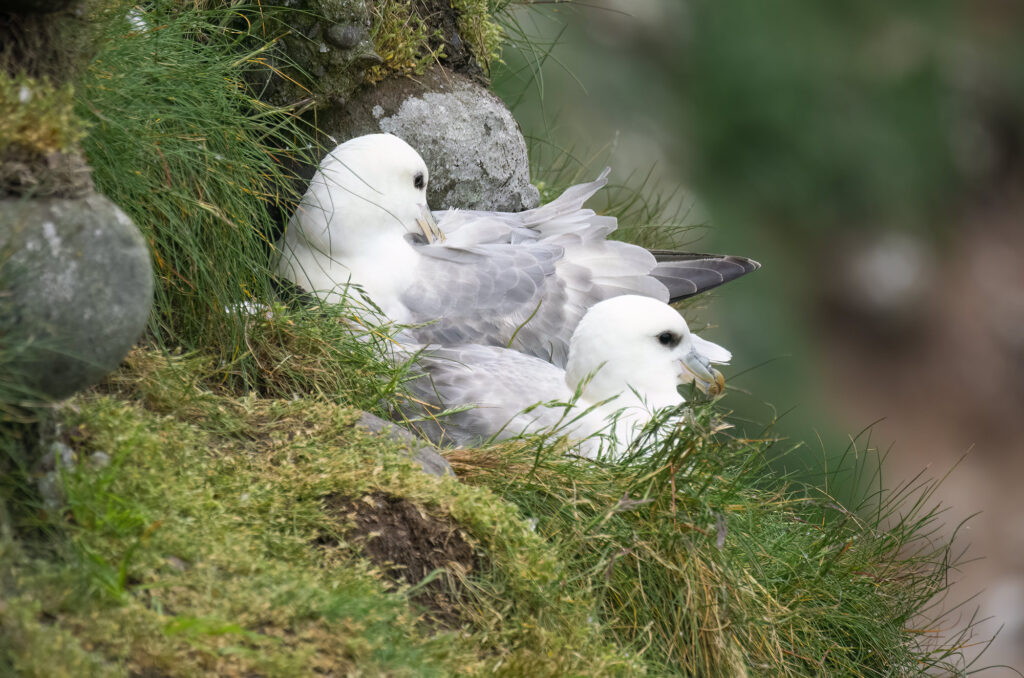 Photo of a pair of fulmars perched on a cliff face.