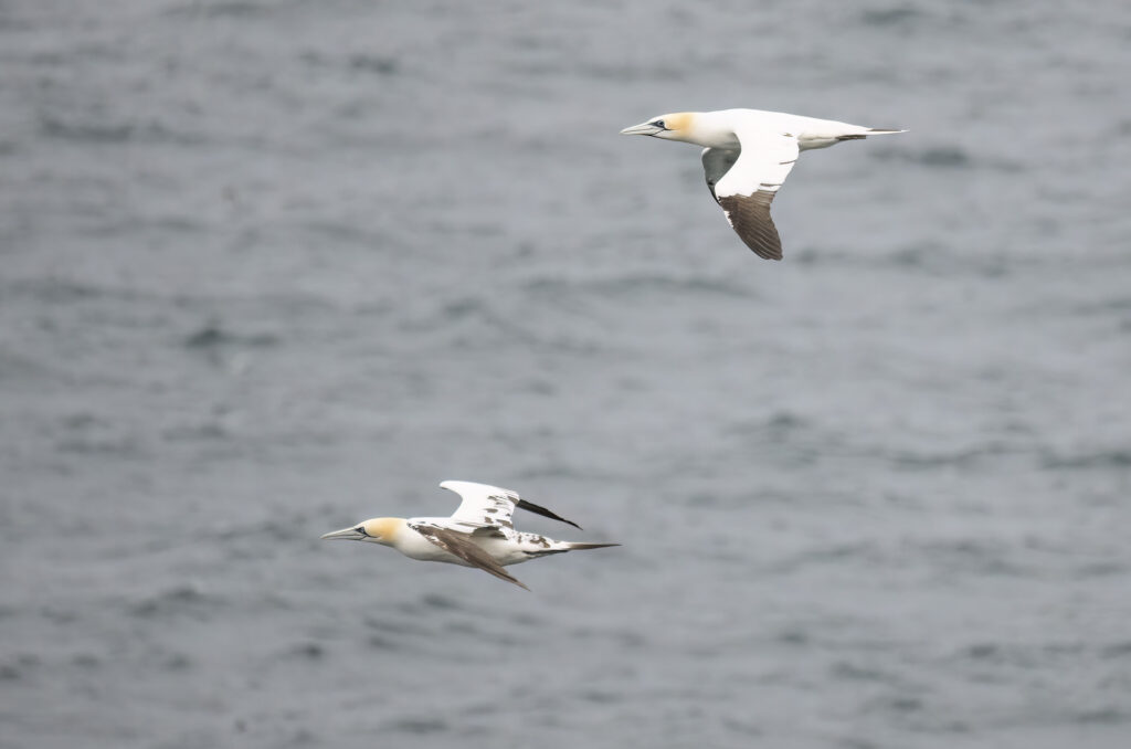 Photo of two gannets in flight