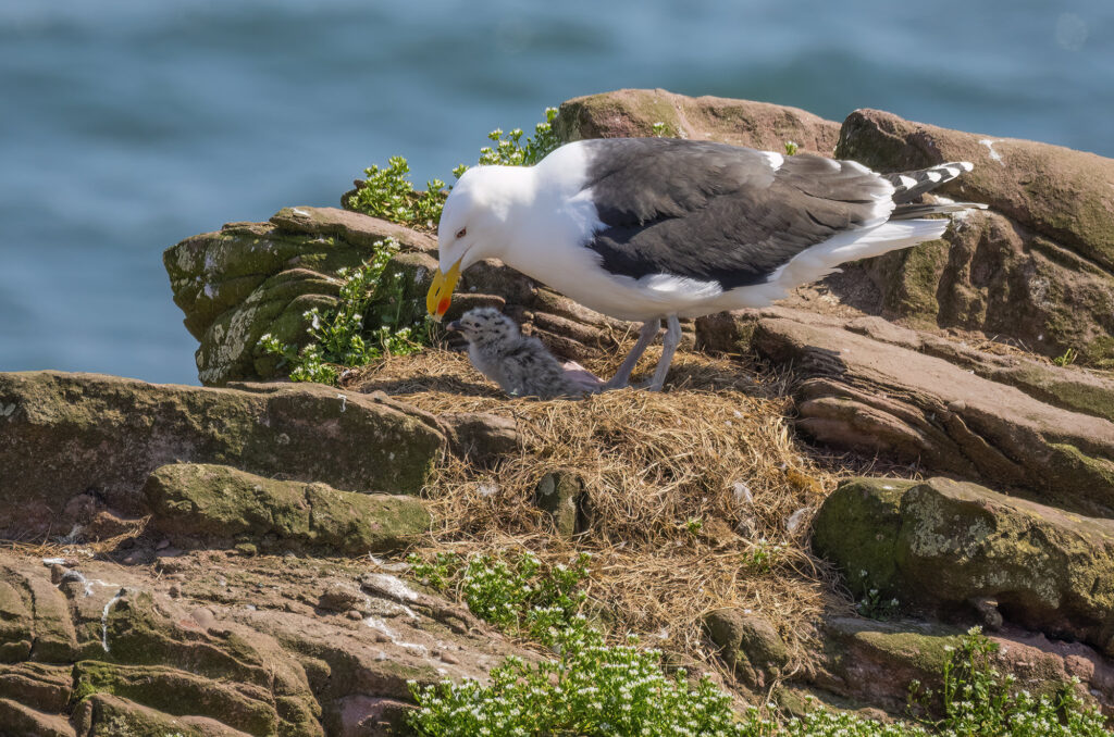 Photo of a great black-backed gull looking after its chick