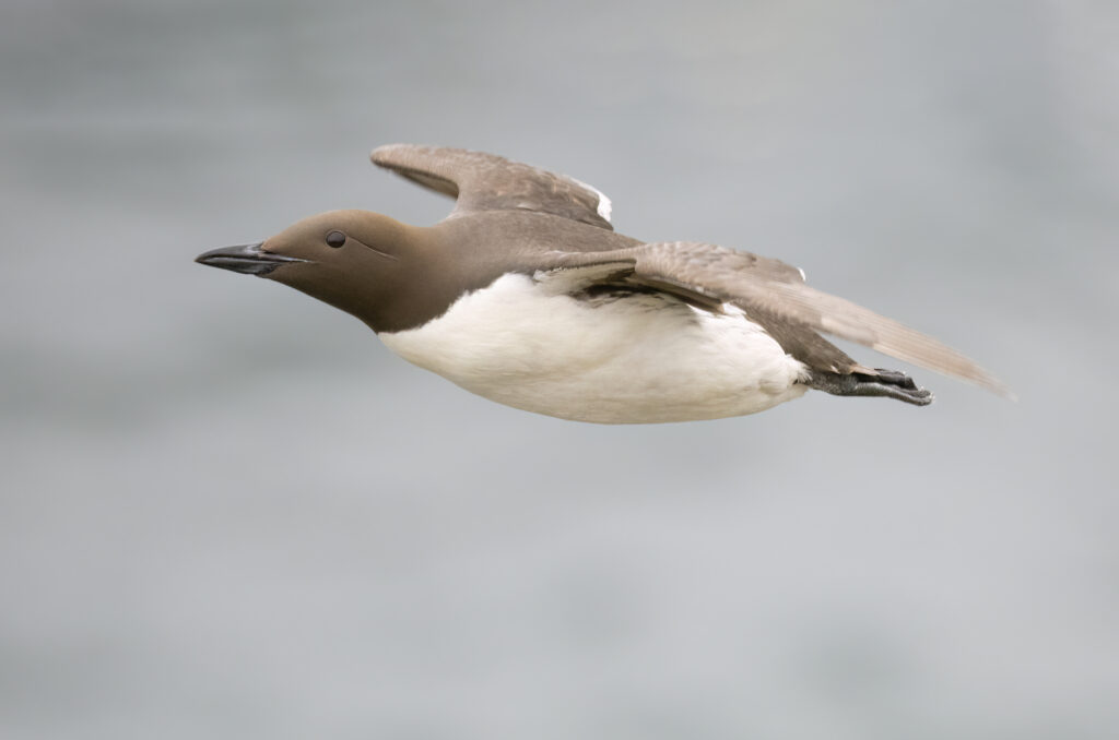 Photo of a guillemot in flight