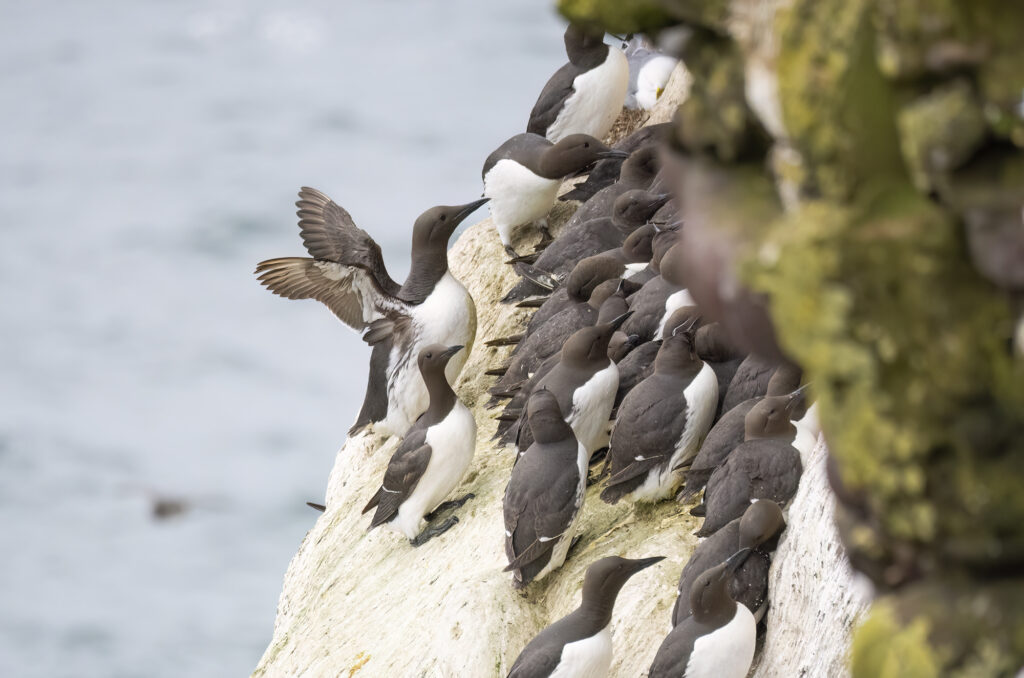 Photo of guillemots perched on a cliff face