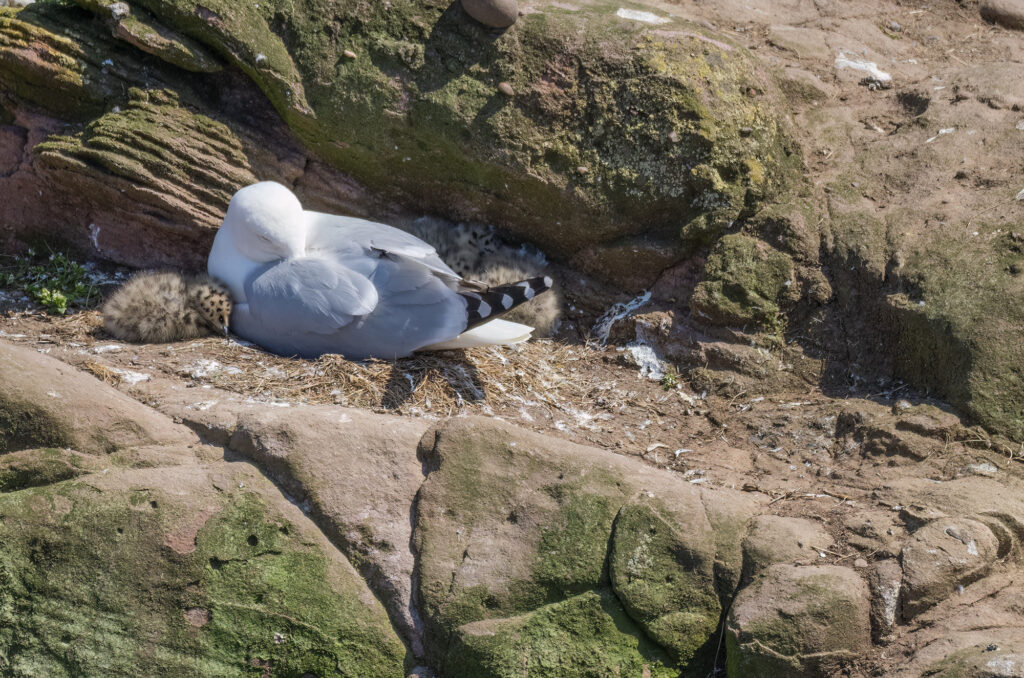 Photo of a herring gull nest on a cliff