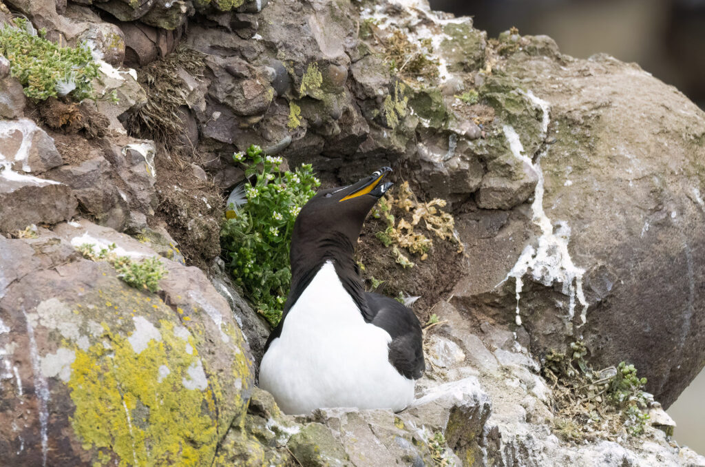 Photo of a razorbill with its bill open