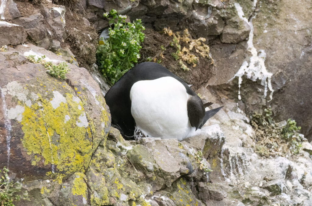 Photo of a razorbill moving its egg