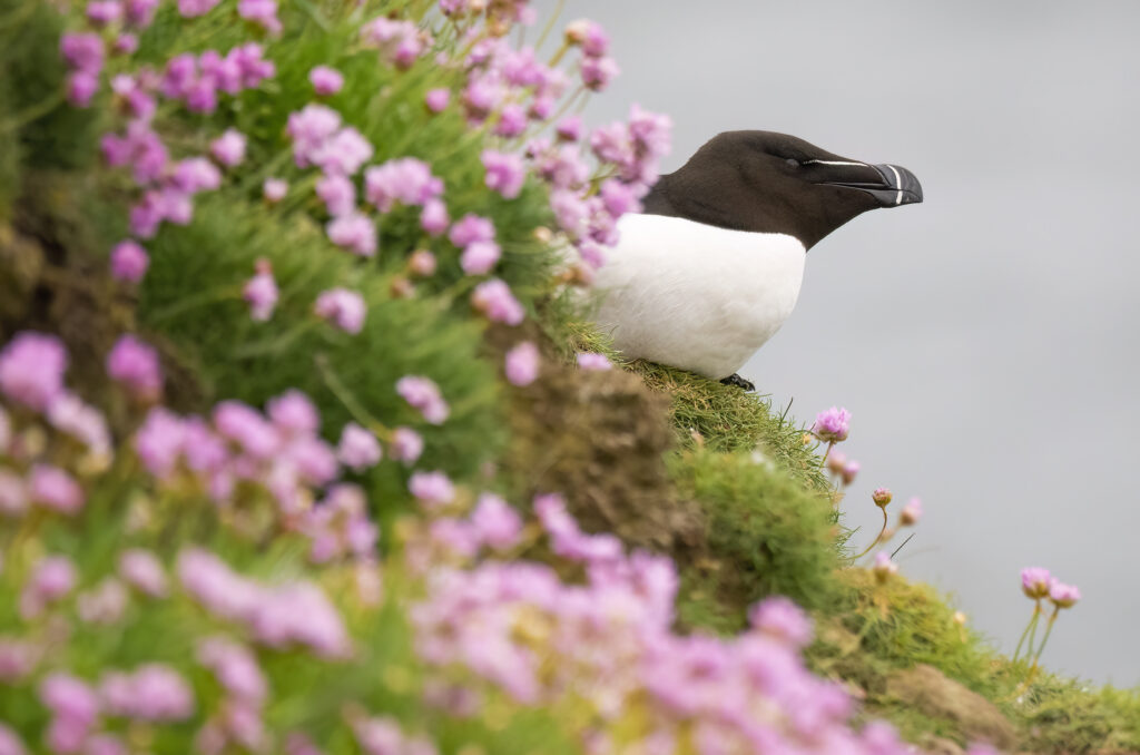 Photo of a razorbill perched on a cliff edge surrounded by sea thrift