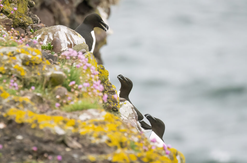 Photo of razorbills perched on a cliff edge