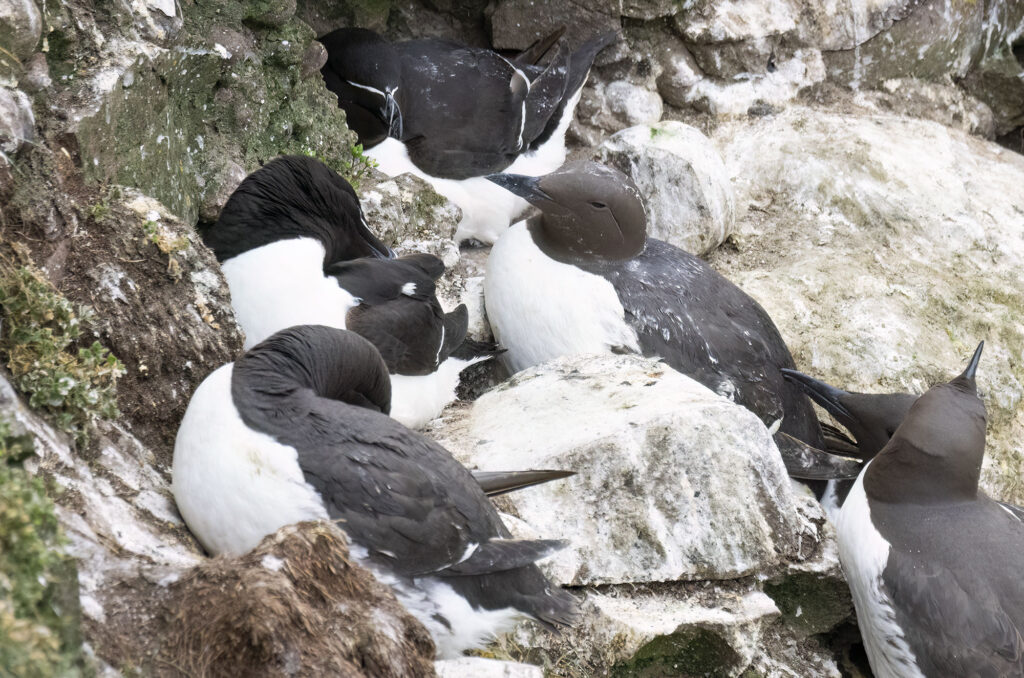 Photo of razorbills and guillemots perched on a cliff face
