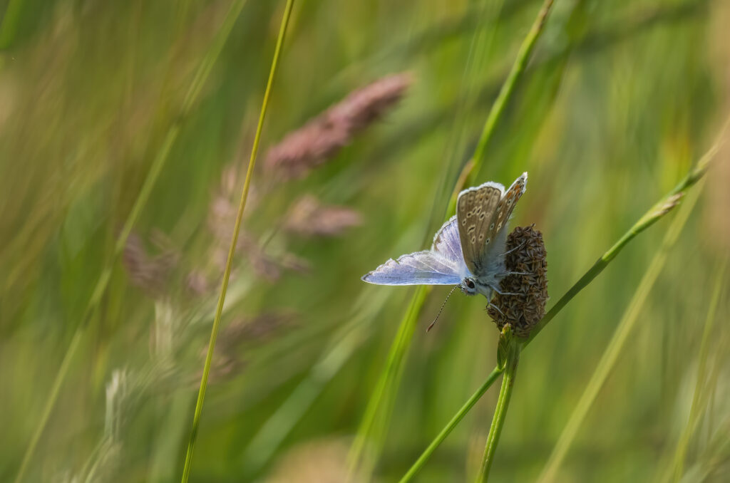 Photo of a common blue butterfly in long grass