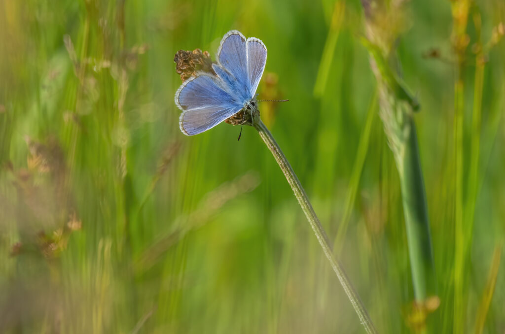 Photo of a common blue butterfly in long grass
