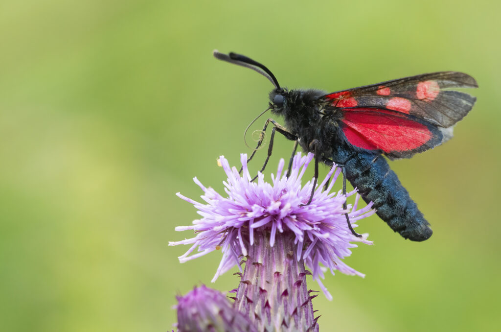 Photo of a five-spot burnet moth drinking nectar from a creeping thistle