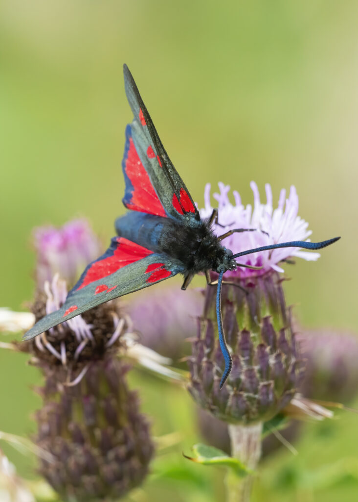 Photo of a five-spot burnet moth drinking nectar from a creeping thistle
