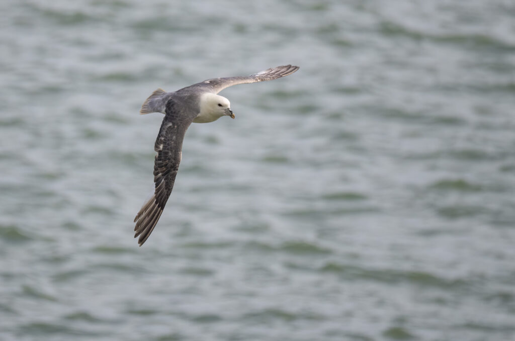 Photo of a fulmar flying above the sea