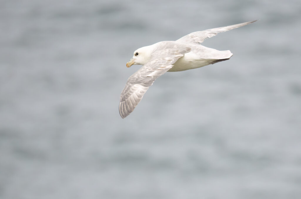 Photo of a fulmar in flight