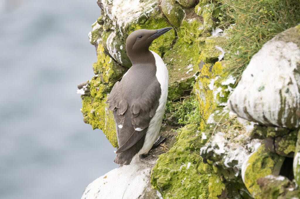Photo of a guillemot perched on the edge of a cliff