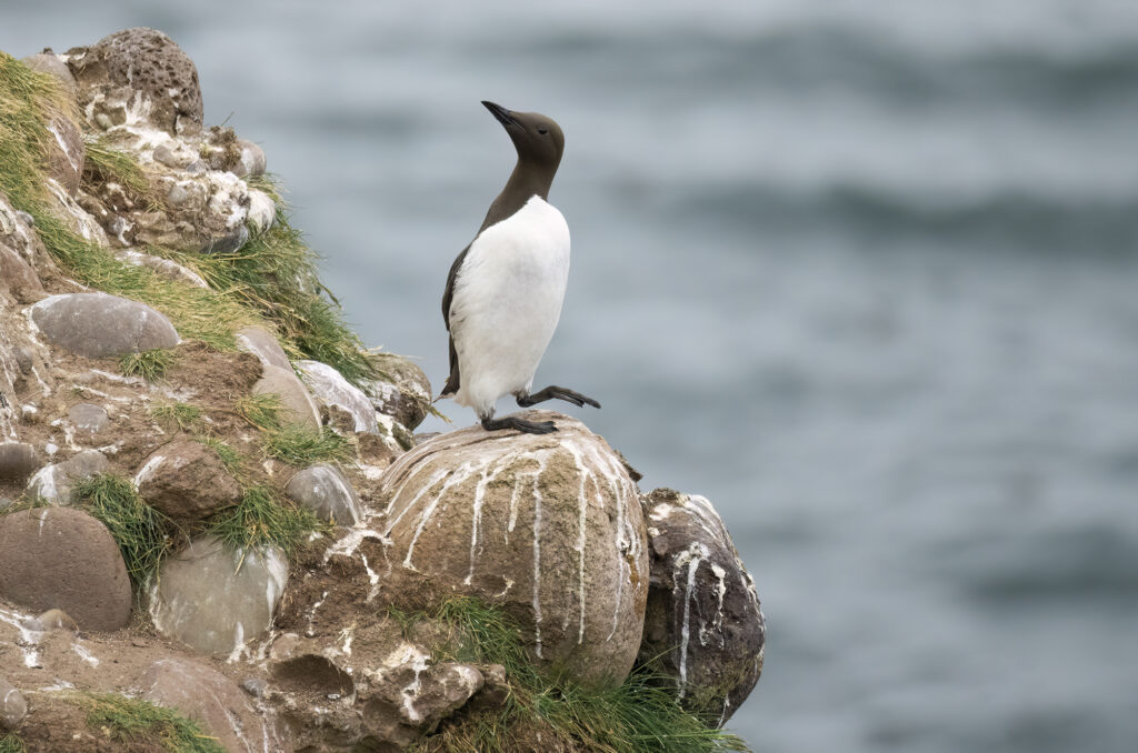 Photo of a guillemot perched on a rock