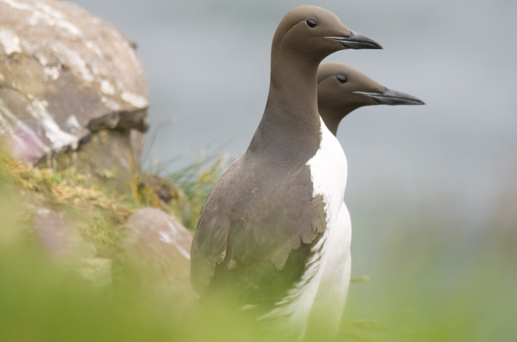 Photo of a pair of guillemots perched on the edge of a cliff
