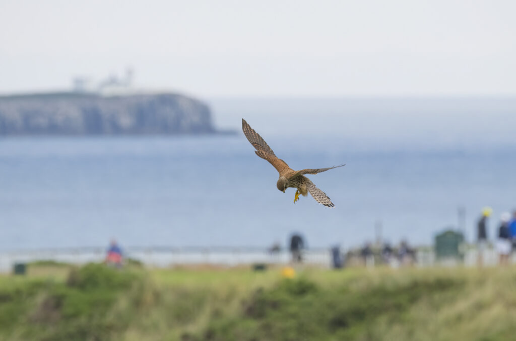 Photo of a kestrel getting ready to drop on prey with a golf course and the sea in the background