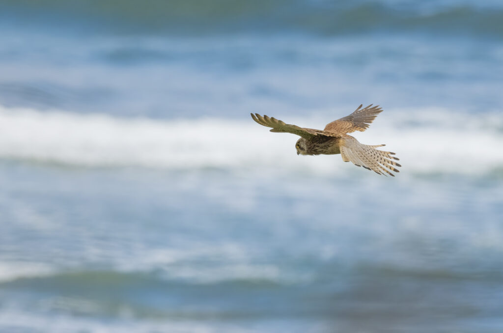 Photo of a kestrel hovering with the sea in the background