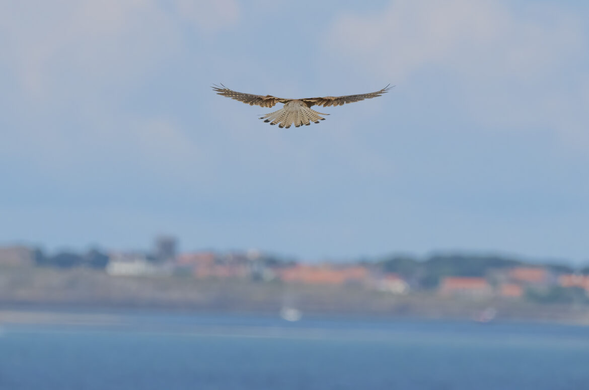 Photo of a kestrel hovering with the sea and houses in the background