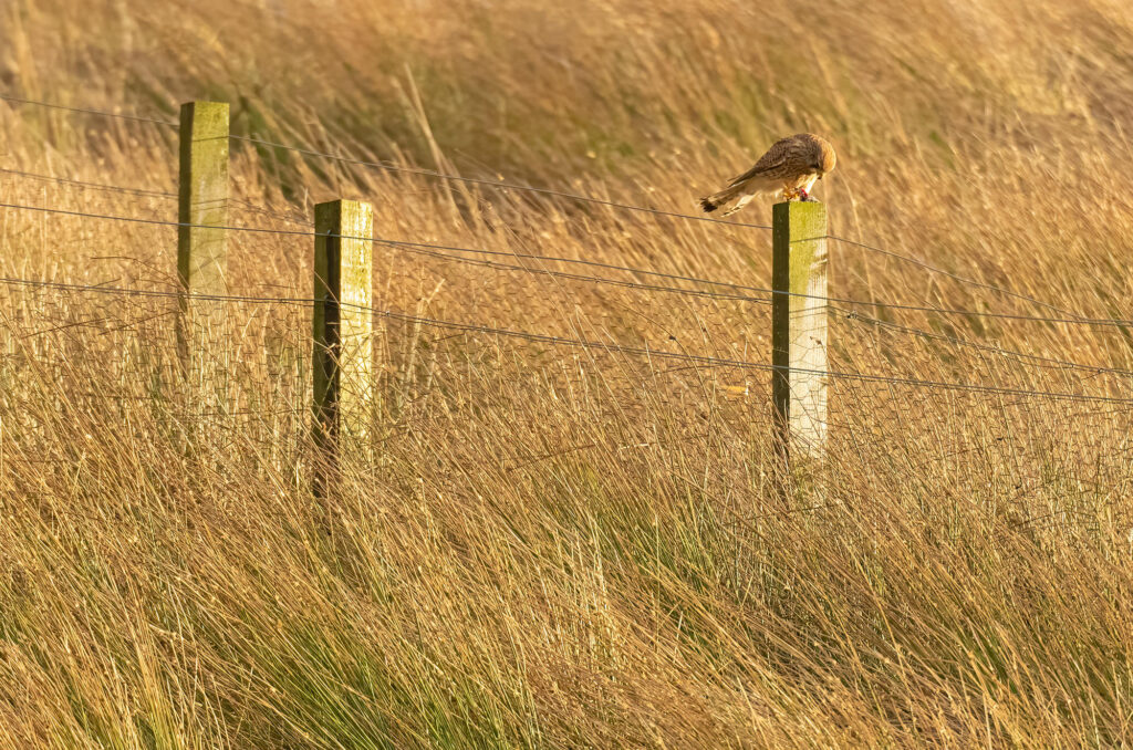 Photo of a kestrel perched on a fence post eating its prey