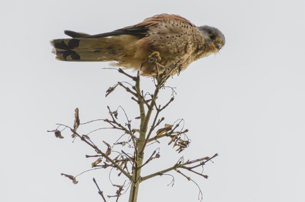 Photo of a kestrel perched at the top of a tree and looking down