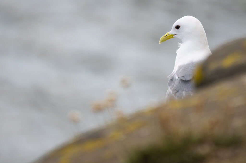 Photo of a kittiwake perched behind rocks