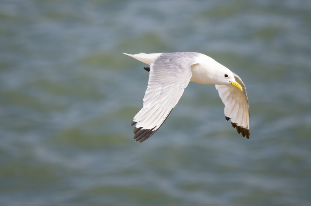 Photo of a kittiwake in flight with the sea in the background