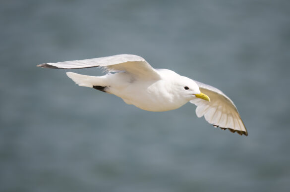 Photo of a kittiwake in flight