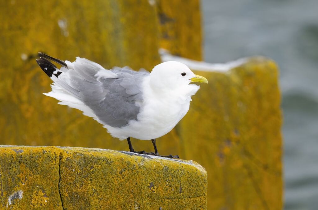 Photo of a kittiwake standing on a rock