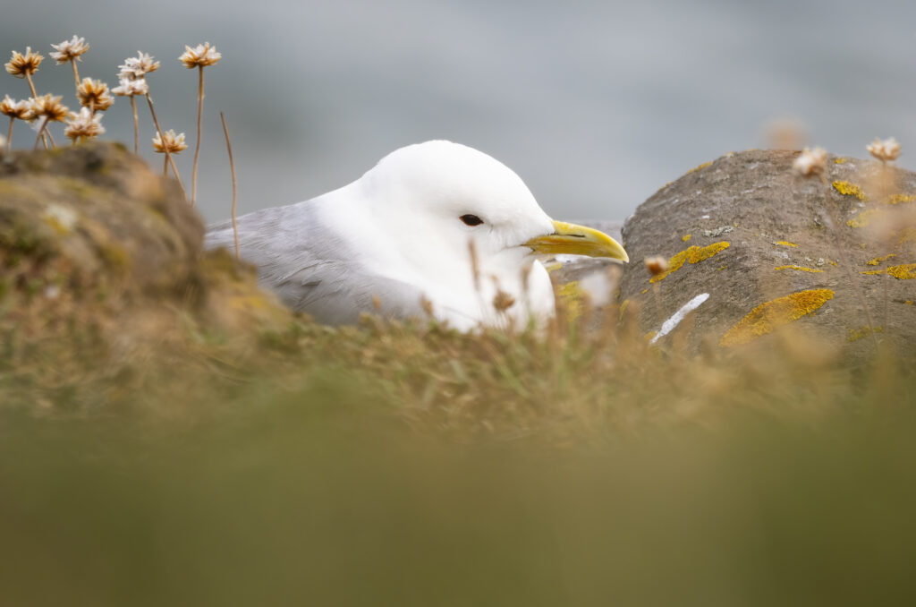 Photo of a kittiwake sitting between rocks