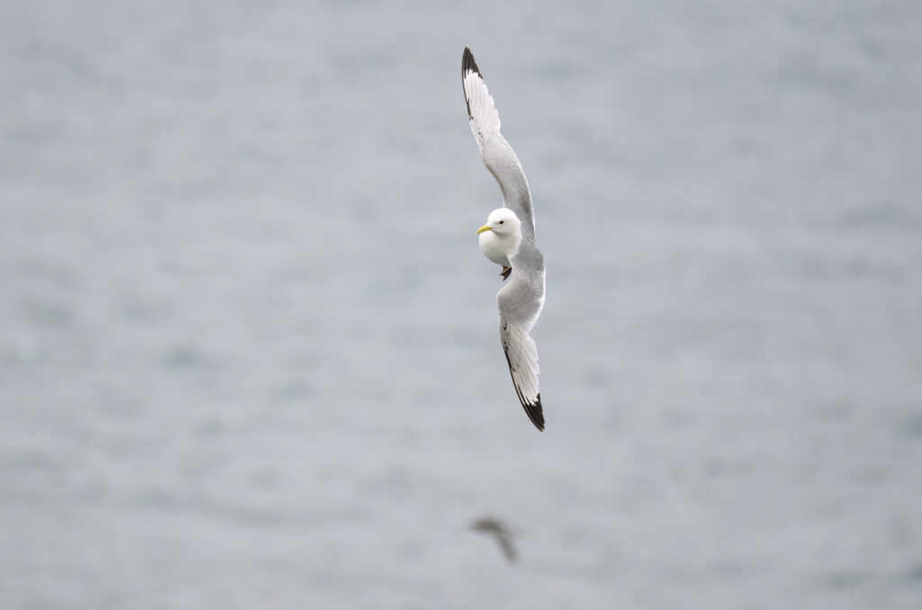 Photo of a kittiwake in flight