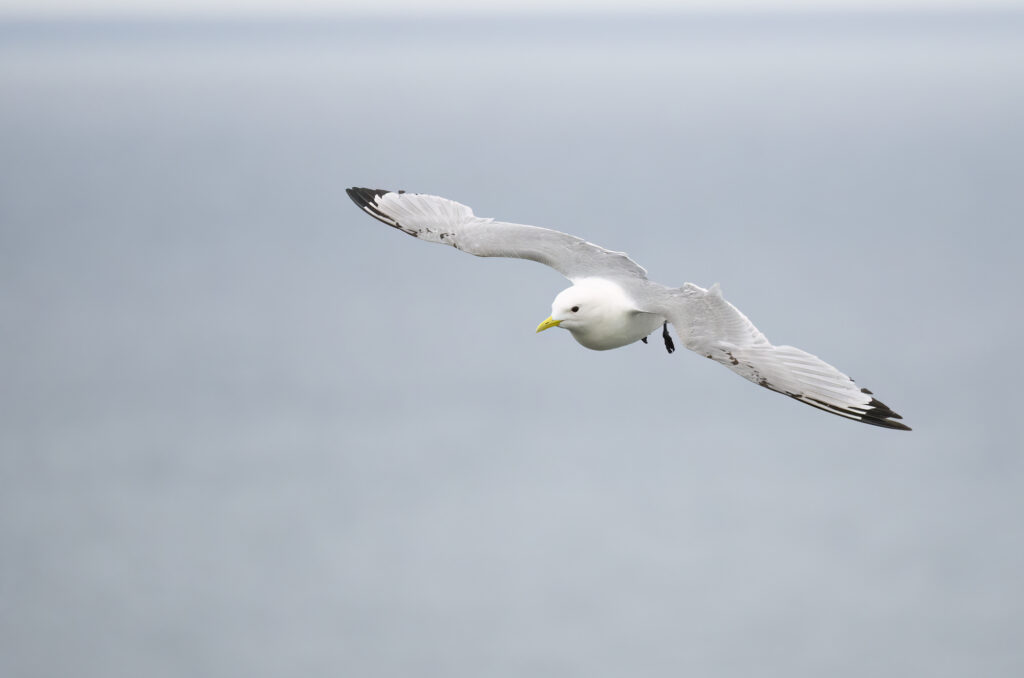 Photo of a kittiwake in flight