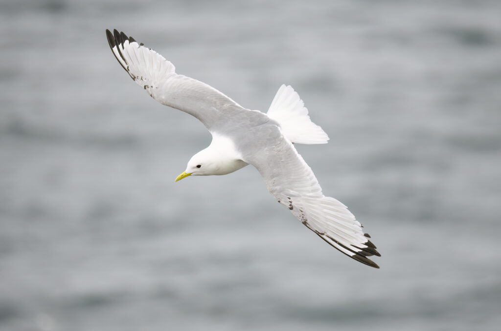 Photo of a kittiwake in flight