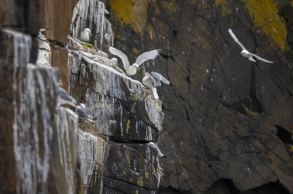 Photo of kittiwakes on a cliff face