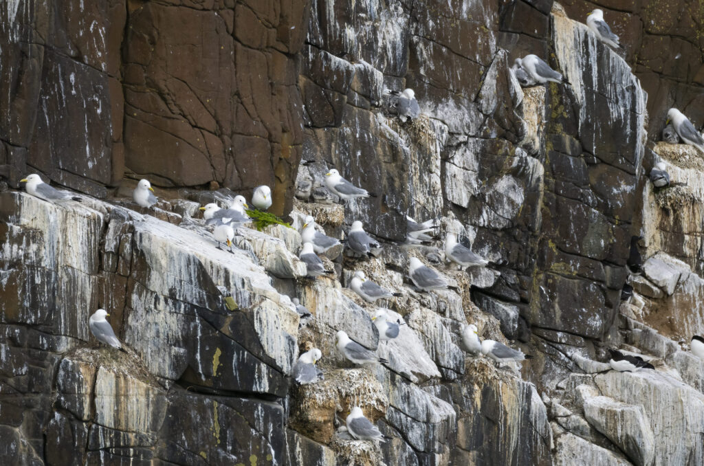 Photo of a colony of kittiwakes