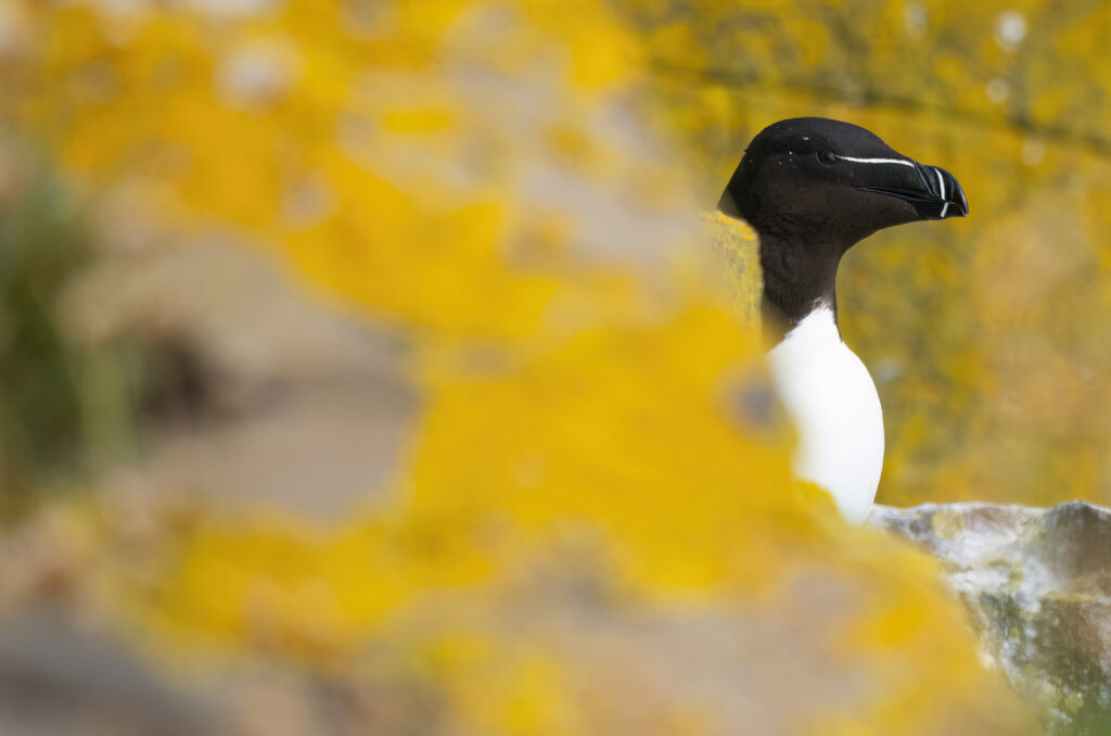 Photo of a razorbill perched behind rocks