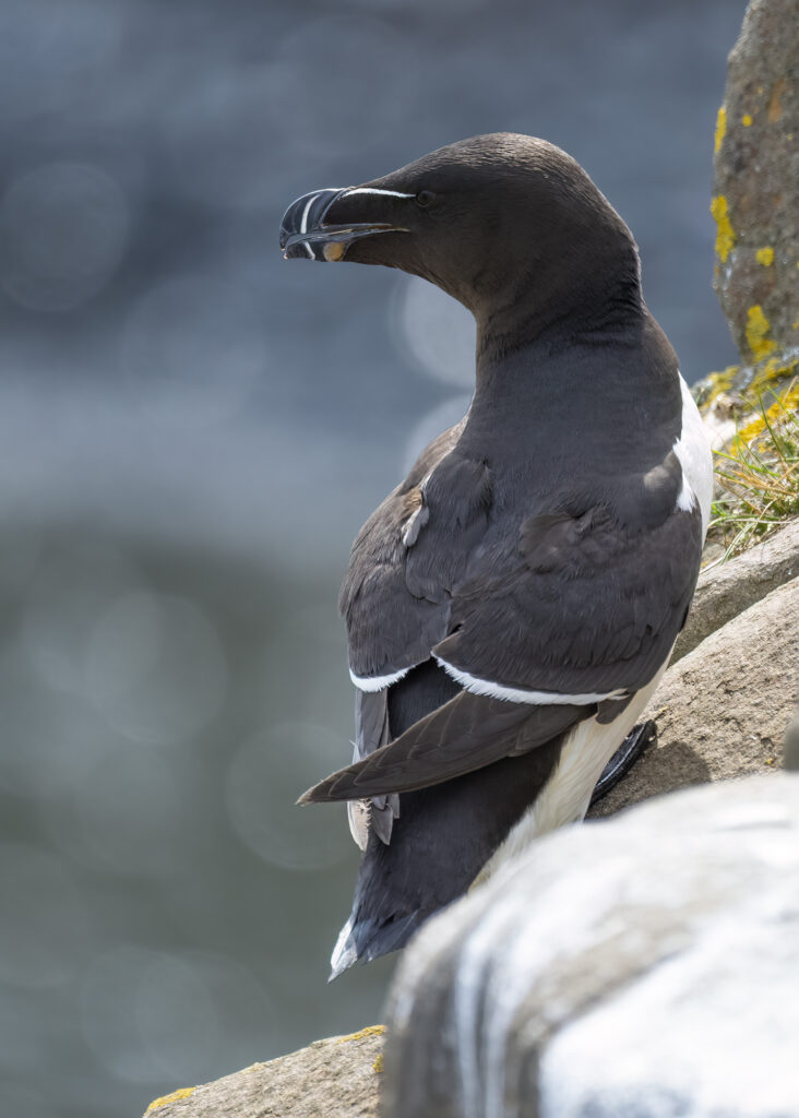Photo of a razorbill standing on the edge of a cliff