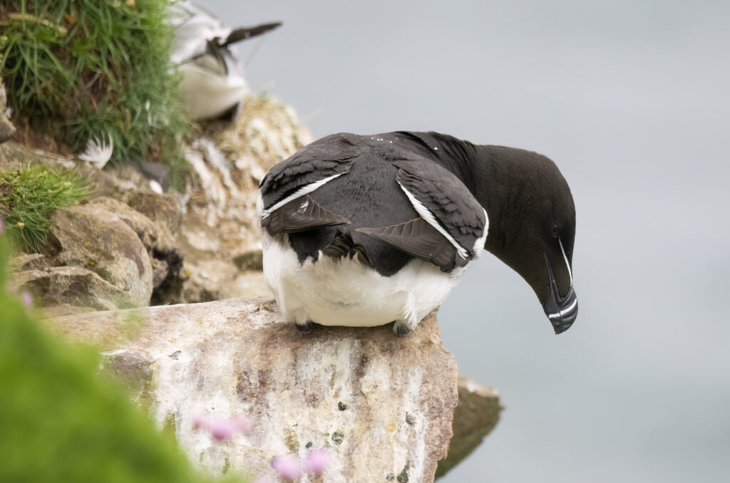 Photo of a razorbill perched on the edge of a cliff