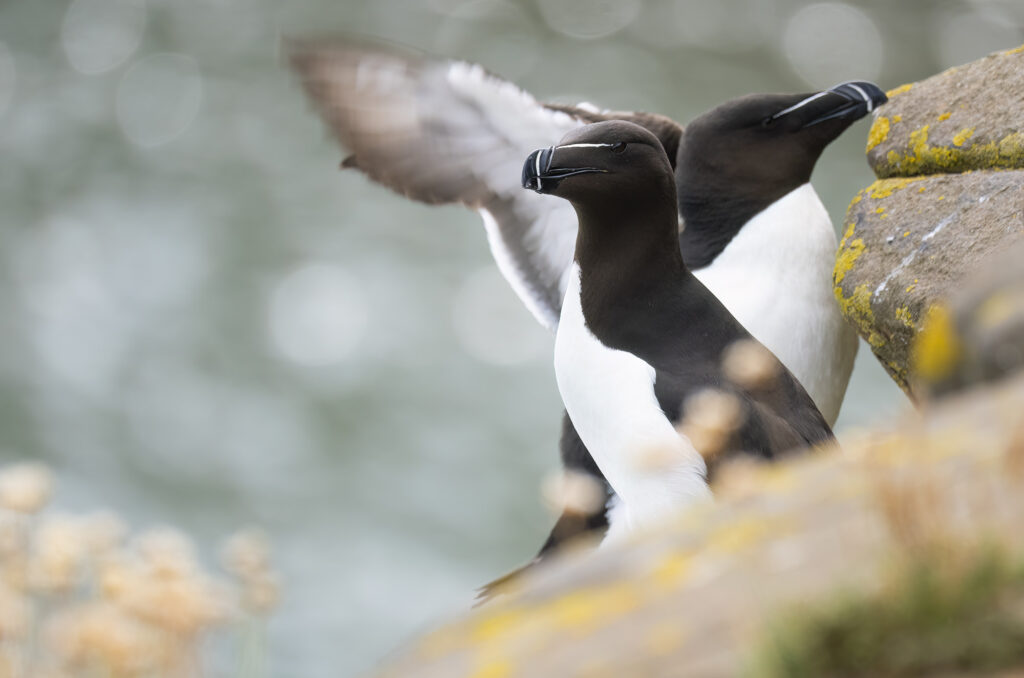 Photo of two razorbills standing on the edge of a cliff