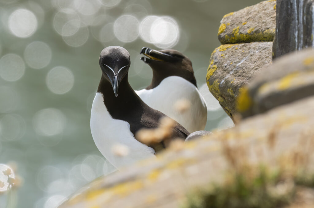 Photo of two razorbills standing on the edge of a cliff