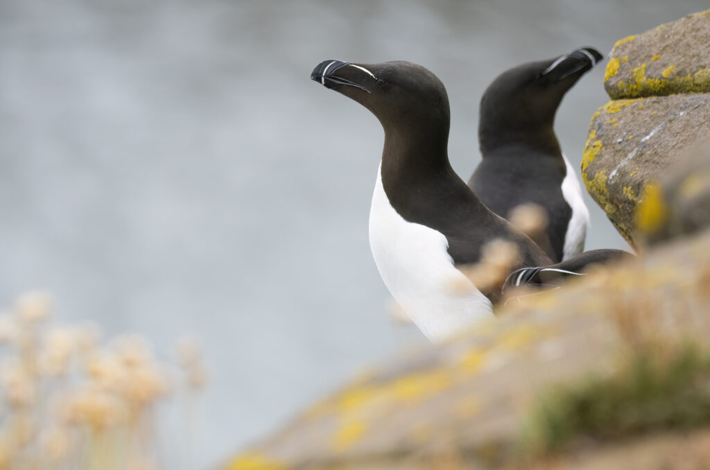 Photo of razorbills perched on rocks