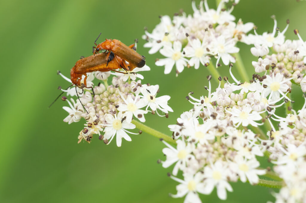 Photo of red soldier beetles mating