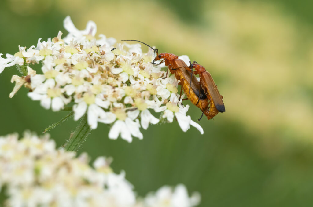 Photo of red soldier beetles mating