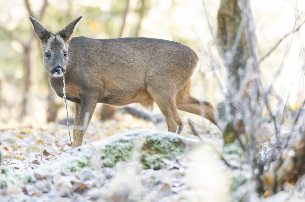Photo of a young roe deer buck sniffing a twig covered in frost